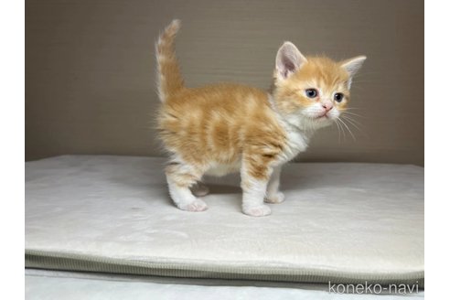 成約済の茨城県のスコティッシュフォールド-110539の2枚目